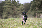 Scandinavian Hound