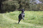 Scandinavian Hound