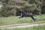 Scandinavian Hound