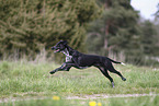Scandinavian Hound