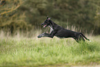 Scandinavian Hound