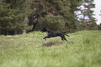 Scandinavian Hound