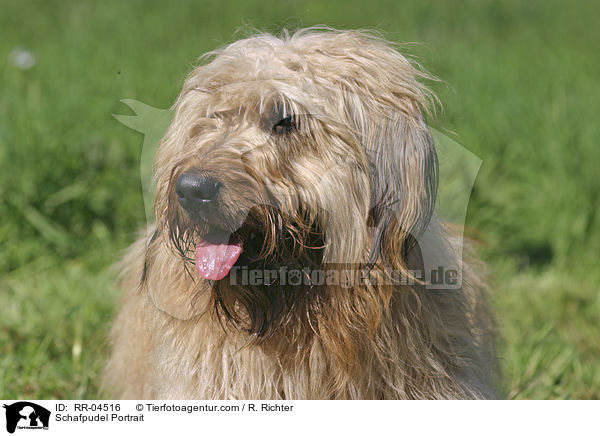 Schafpudel Portrait / Schafpudel Portrait / RR-04516