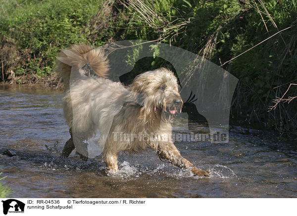 running Schafpudel / RR-04536