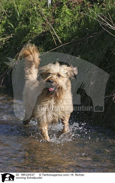 rennender / running Schafpudel / RR-04537