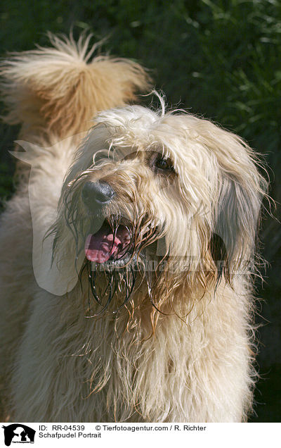 Schafpudel Portrait / Schafpudel Portrait / RR-04539