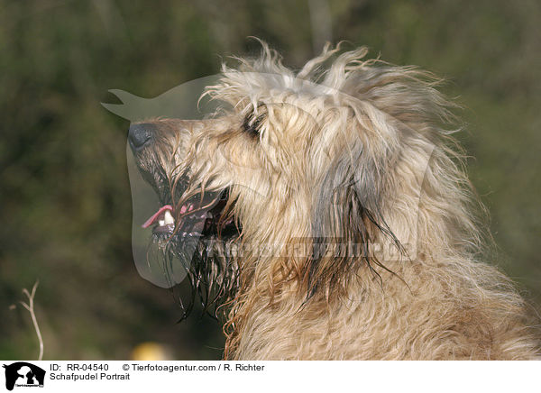 Schafpudel Portrait / Schafpudel Portrait / RR-04540