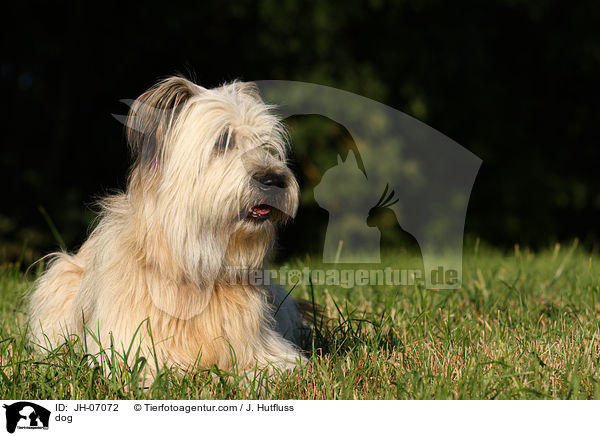 Schafpudel / dog / JH-07072
