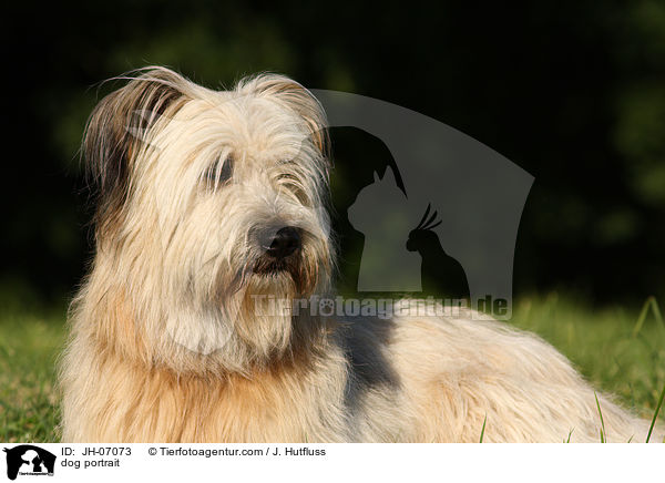 Schafpudel Portrait / dog portrait / JH-07073