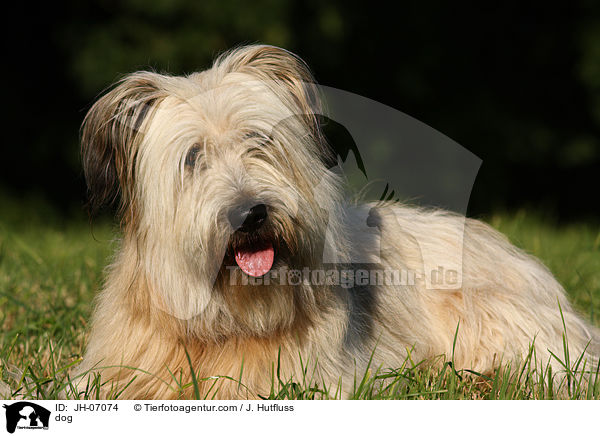 Schafpudel / dog / JH-07074