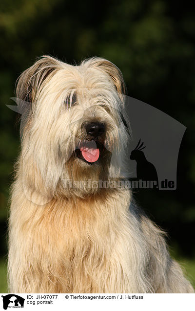 Schafpudel Portrait / dog portrait / JH-07077