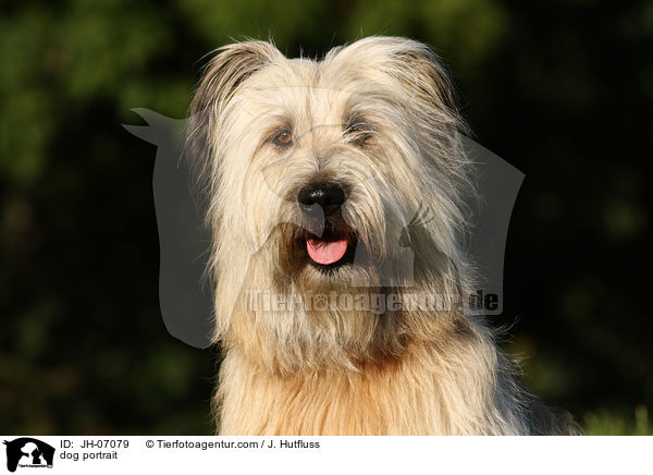 Schafpudel Portrait / dog portrait / JH-07079