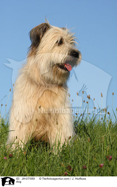 dog / JH-07089