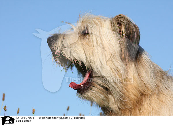 dog portrait / JH-07091