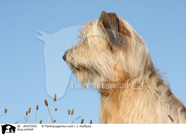 Schafpudel Portrait / dog portrait / JH-07093
