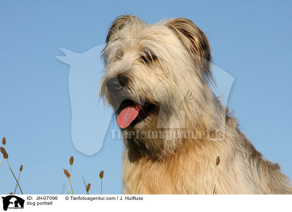 Schafpudel Portrait / dog portrait / JH-07096