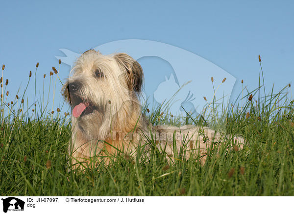 Schafpudel / dog / JH-07097
