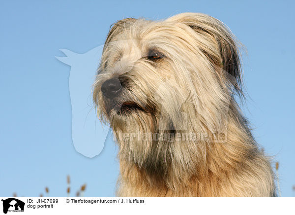 Schafpudel Portrait / dog portrait / JH-07099