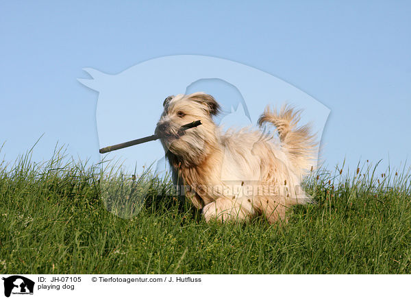 spielender Schafpudel / playing dog / JH-07105