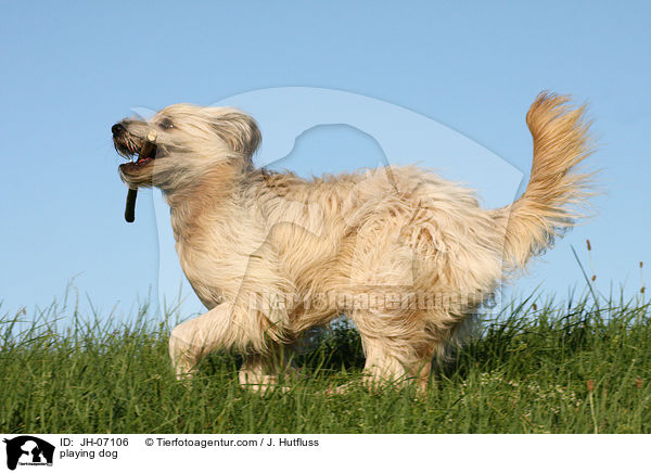 playing dog / JH-07106