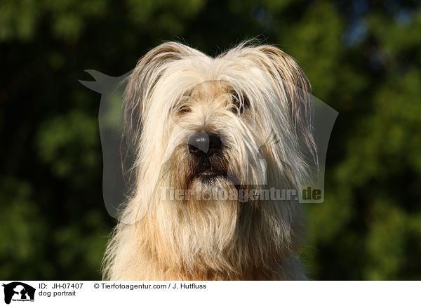 Schafpudel Portrait / dog portrait / JH-07407