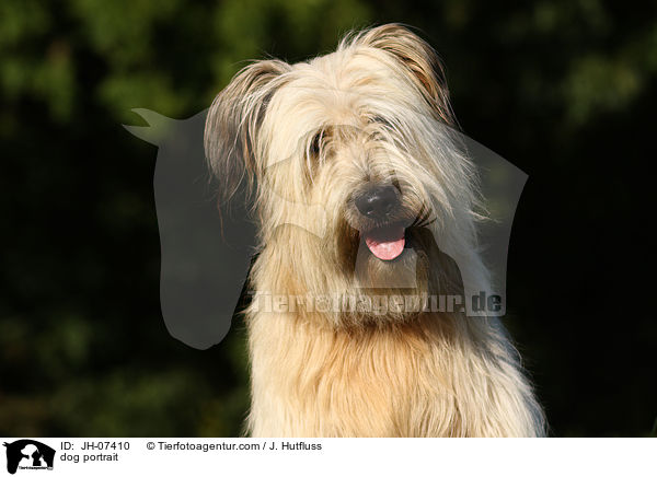 Schafpudel Portrait / dog portrait / JH-07410