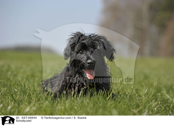 Schafpudel / SST-06644