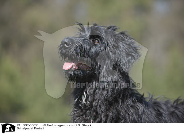 Schafpudel Portrait / Schafpudel Portrait / SST-06651