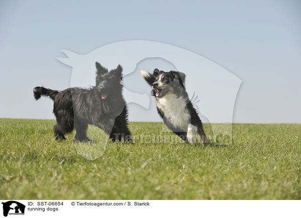 rennende Hunde / running dogs / SST-06654