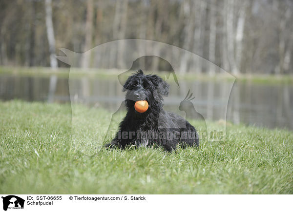 Schafpudel / Schafpudel / SST-06655