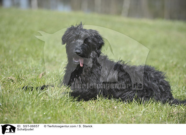 Schafpudel / Schafpudel / SST-06657
