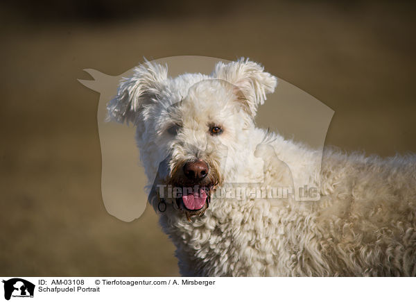 Schafpudel Portrait / Schafpudel Portrait / AM-03108