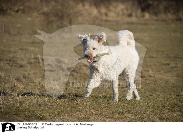 spielender Schafpudel / playing Schafpudel / AM-03109