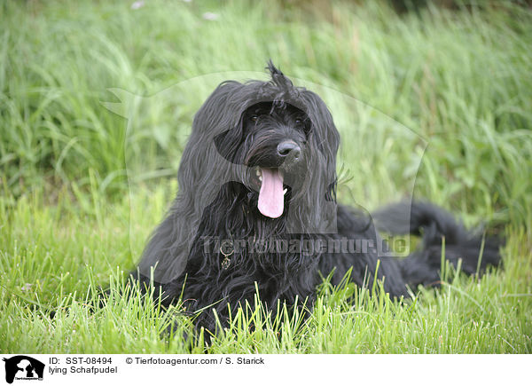 liegender Schafpudel / lying Schafpudel / SST-08494