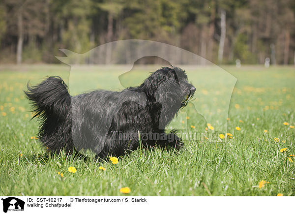laufender Schafpudel / walking Schafpudel / SST-10217