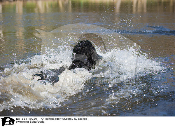 schwimmender Schafpudel / swimming Schafpudel / SST-10226