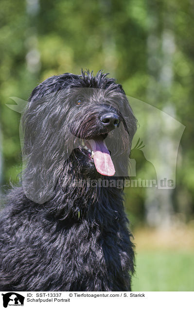 Schafpudel Portrait / Schafpudel Portrait / SST-13337