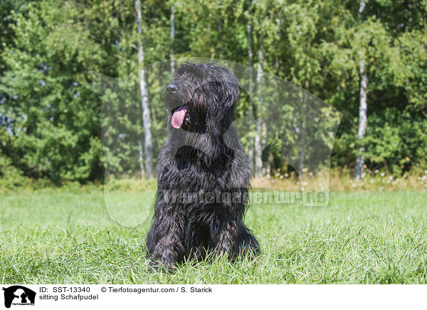 sitzender Schafpudel / sitting Schafpudel / SST-13340