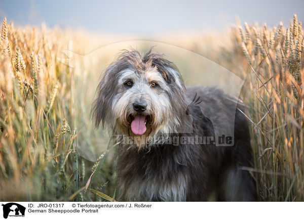 Schafpudel Portrait / German Sheeppoodle Portrait / JRO-01317