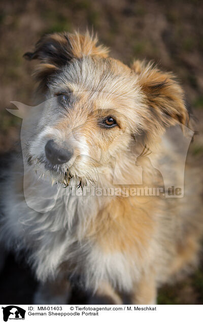 German Sheeppoodle Portrait / MM-01403