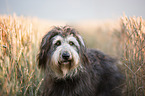 German Sheeppoodle Portrait
