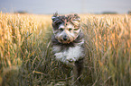 running German Sheeppoodle