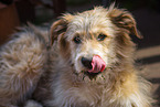 German Sheeppoodle Portrait