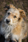 German Sheeppoodle Portrait