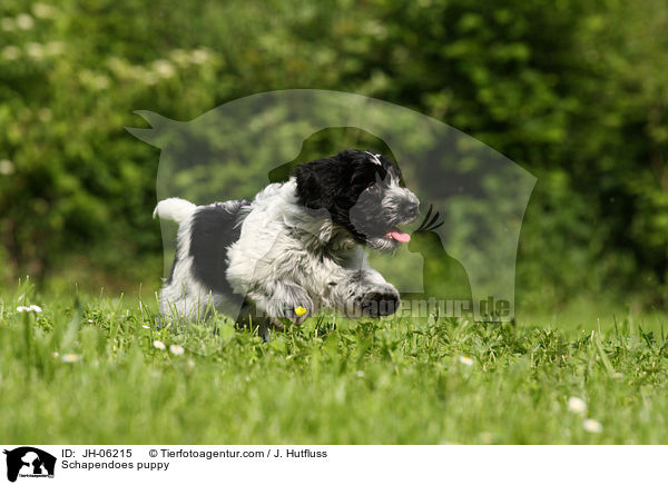 Schapendoes puppy / JH-06215