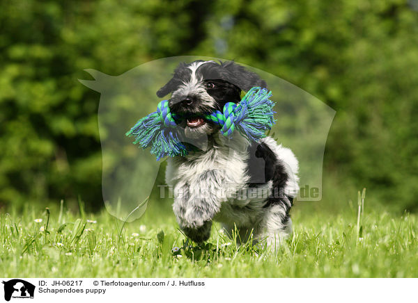 Schapendoes puppy / JH-06217