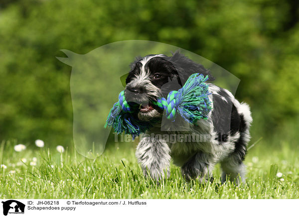 Hollndischer Schapendoes Welpe / Schapendoes puppy / JH-06218