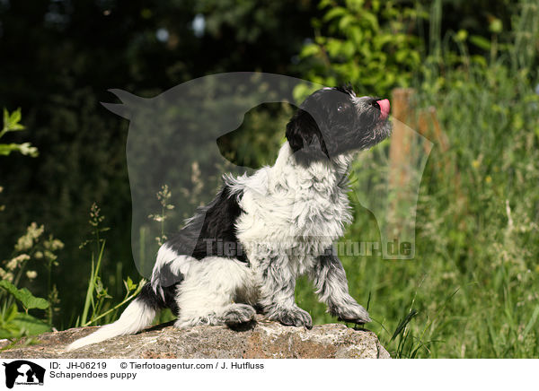 Hollndischer Schapendoes Welpe / Schapendoes puppy / JH-06219