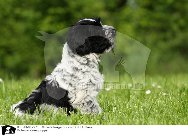 Hollndischer Schapendoes Welpe / Schapendoes puppy / JH-06227