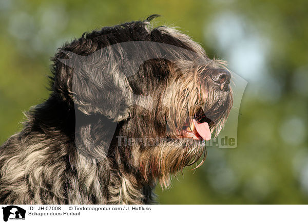 Schapendoes Portrait / JH-07008